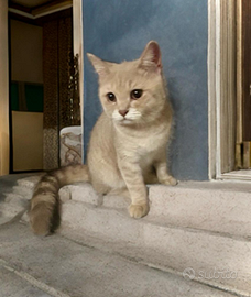 Cuccioli di British Shorthair