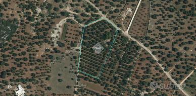 TER. AGRICOLO A CAROVIGNO