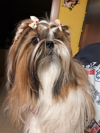 Cuccioli shih-tzu