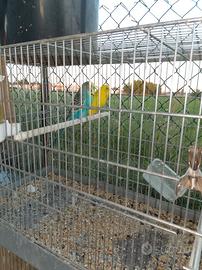 Cocorita 30 euro