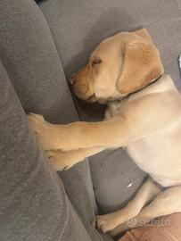 Cucciolo di Labrador