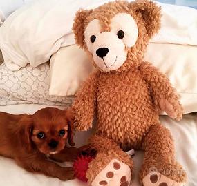 Cavalier king