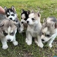 Husky siberiano