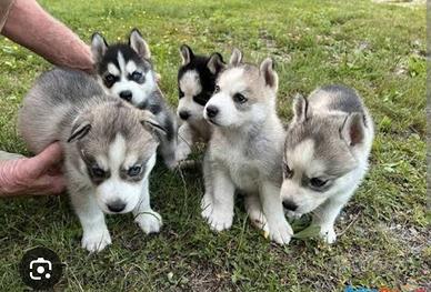 Husky siberiano