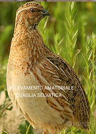 Quaglia selvatica da canto FOI 2026