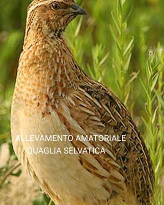 Quaglia selvatica da canto FOI 2026
