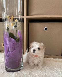 Femmine Maltese pedigree