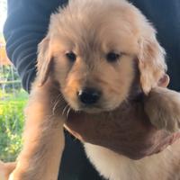 Splendida cucciolata golden retriever anglo-americ