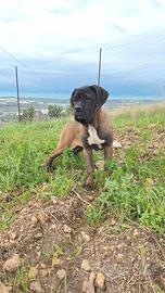 Cucciola Cane Corso