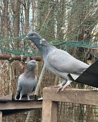Piccioni volantini