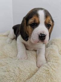 Beagle
