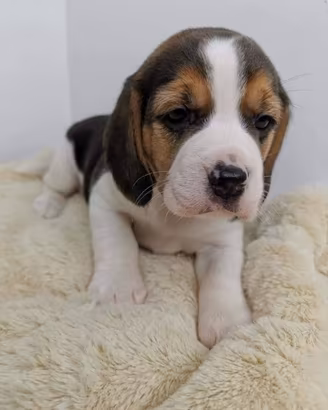 Beagle