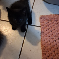 Regalasi due gattini europei