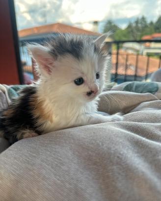 Maine Coon
