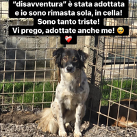 Adozione gratuita Molly