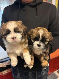 Cuccioli di shitzu