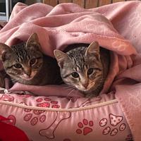 Due adorabili gattini maschi in zona Lanciano