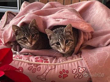 Due adorabili gattini maschi in zona Lanciano