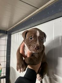 Pitbull ukc