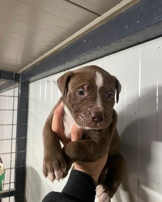Pitbull ukc