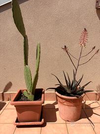 Coppia Piante Mediterranee: Aloe e ficodindia
