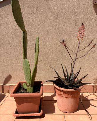 Coppia Piante Mediterranee: Aloe e ficodindia