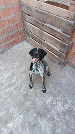 Cucciolone Bracco/ breton