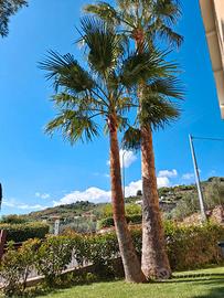 Splendide Palme Ornamentali da Giardino