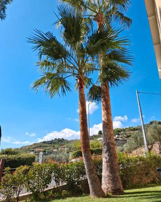 Splendide Palme Ornamentali da Giardino