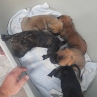 Cuccioli cani corso
