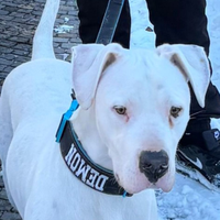 Dogo argentino maschio 2 anni