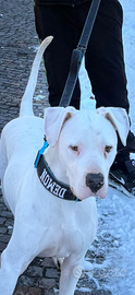 Dogo argentino maschio 2 anni