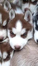 Cuccioli Siberian husky