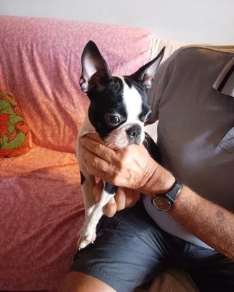 Boston Terrier