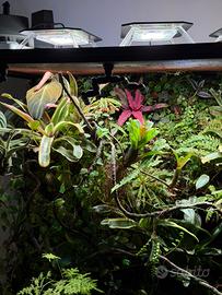 Piante tropicali per terrari