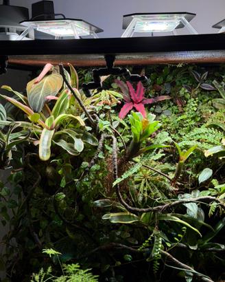 Piante tropicali per terrari