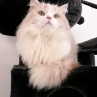 Gattini scottish straight a pelo lungo e corto