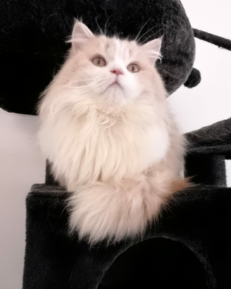 Gattini scottish straight a pelo lungo e corto