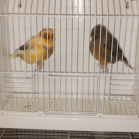 Canarini Norwich e border