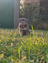 Cuccioli di American Bully Abkc standard