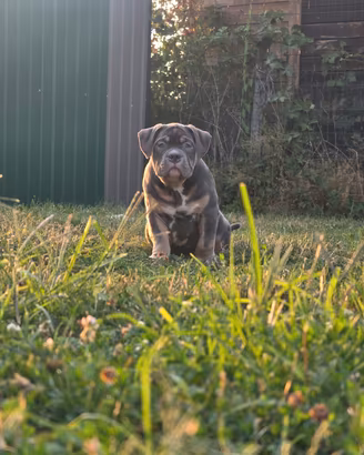 Cuccioli di American Bully Abkc standard