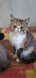 gattini exotic shortair