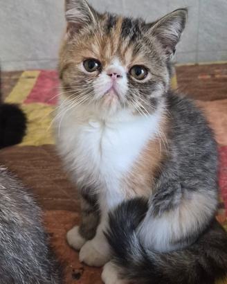 gattini exotic shortair