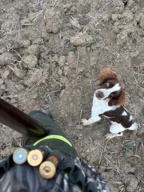 Springer spaniel