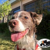 Tommy cagnolino vecchietto