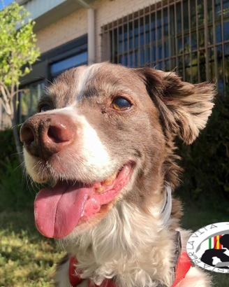 Tommy cagnolino vecchietto