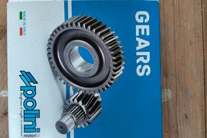 Rapporti Polini Minarelli 