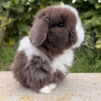 Conigli Minilop