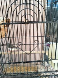 Coppia di diamantini con gabbia