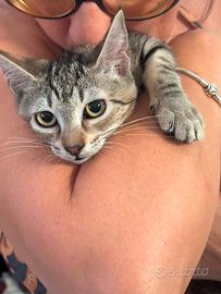 Afrodite gattina 4 mesi
